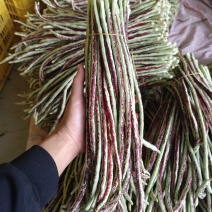 广西横县花豆角