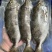 本港泥猛鱼（黄提）3-4条，5-6条，6-7条400g