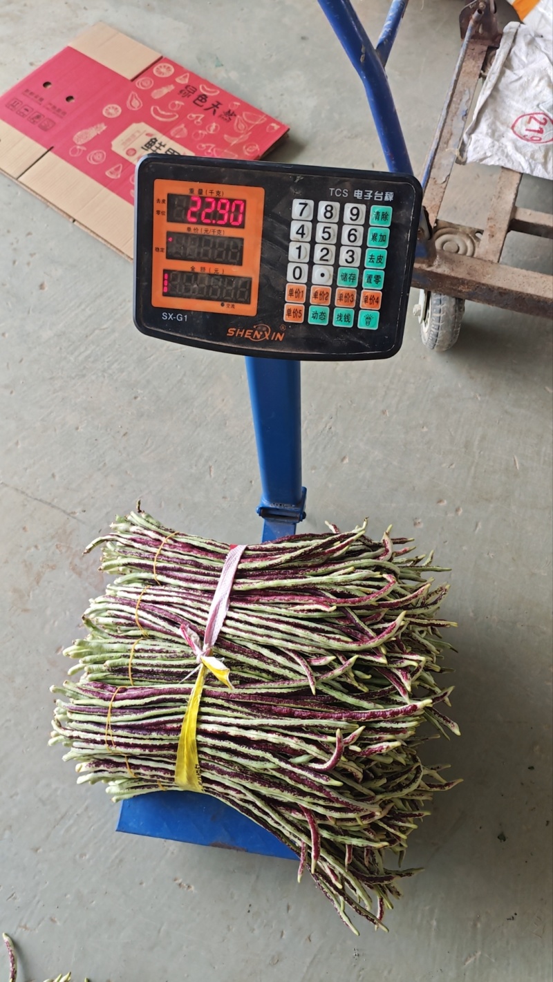 广西横县花豆角