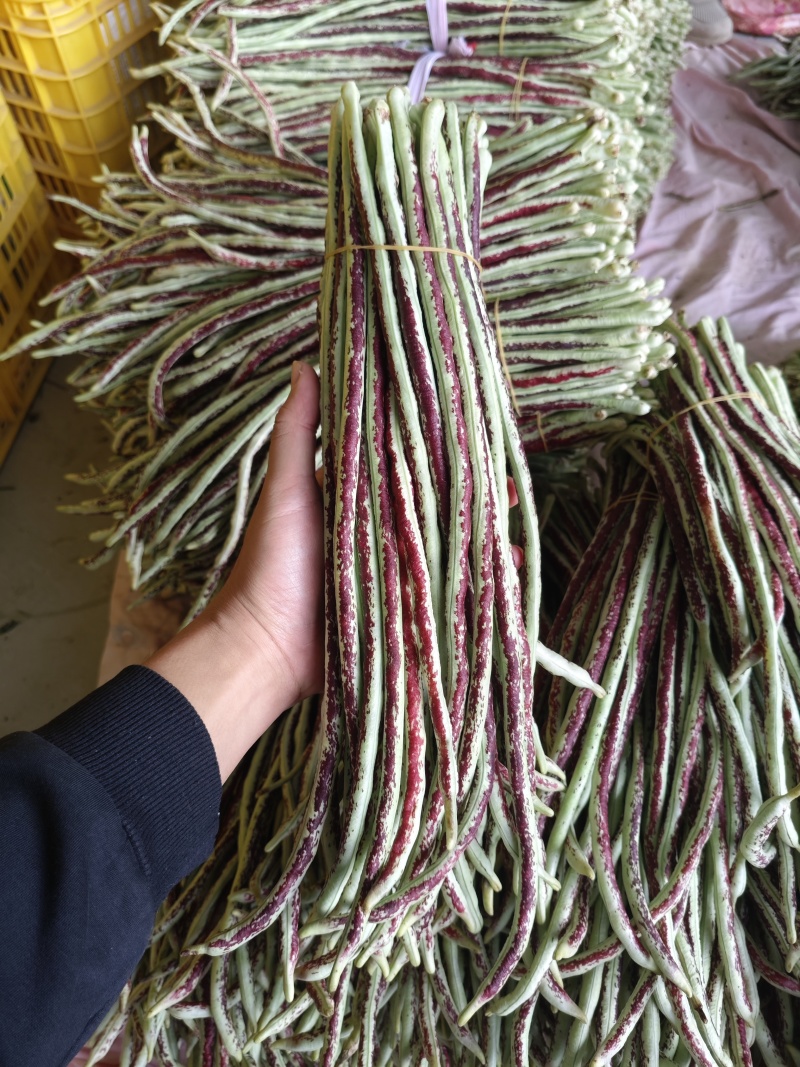 广西横县花豆角