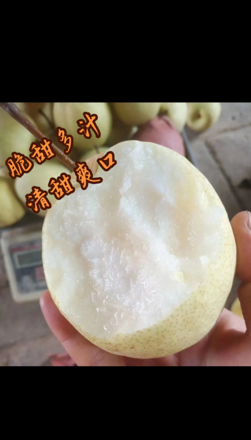 山西贡梨汁水丰富核小无渣