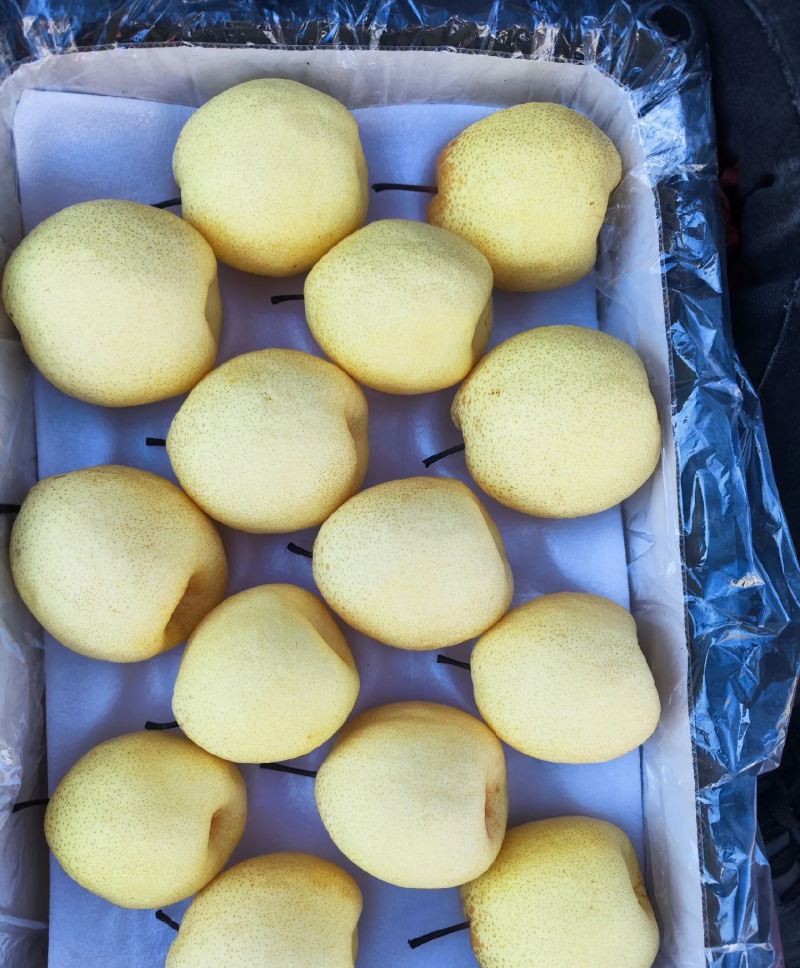 山西贡梨汁水丰富核小无渣