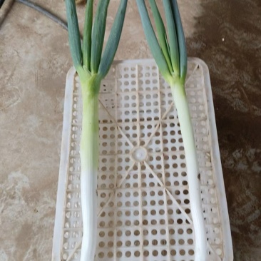 大葱，铁杆菜葱