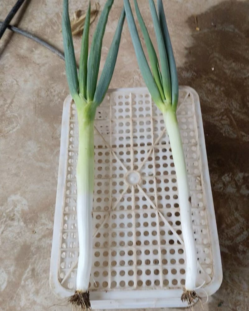 大葱，铁杆菜葱