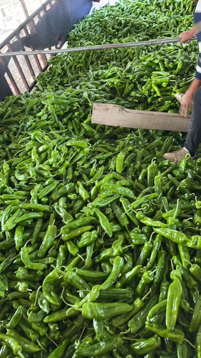 （牛）夏邑县薄皮泡椒301泡椒微辣应季上市欢迎电联