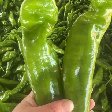 (牛)夏邑县薄皮泡椒301泡椒微辣应季上市欢迎电联