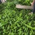 (实力)商丘夏邑301泡椒辣椒大量上市质优价廉欢迎电联