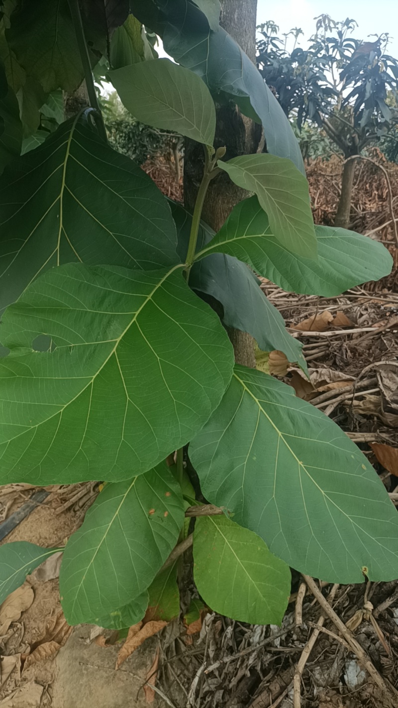 柚木树