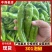 (牛)应季上新夏邑县301薄皮泡椒辣椒现摘欢迎电联