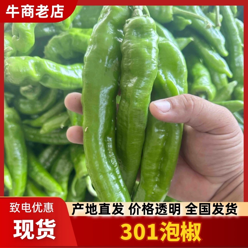 （牛）应季上新夏邑县301薄皮泡椒辣椒现摘欢迎电联