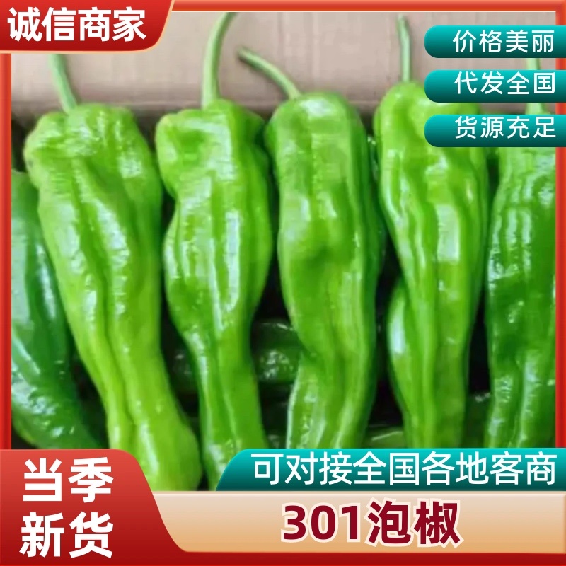 （精选）夏邑301泡椒大量上市质优价廉欢迎咨询