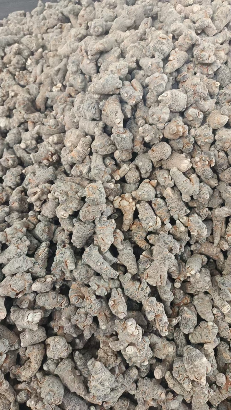 产地直发新鲜三七超高性价比欢迎联系选购