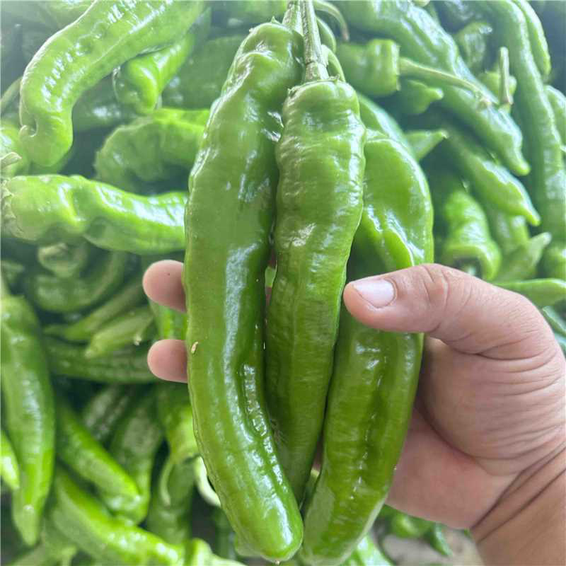 （精选）夏邑301泡椒大量上市质优价廉欢迎咨询