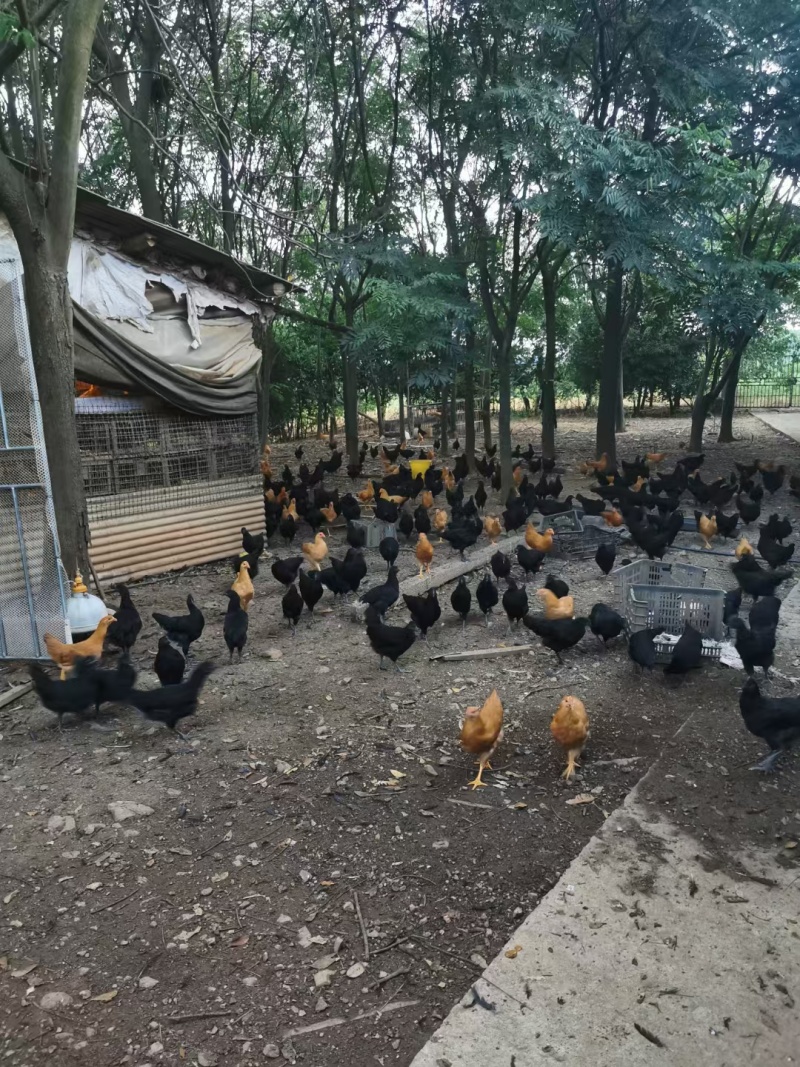 绿壳土鸡蛋，正宗跑山鸡下的