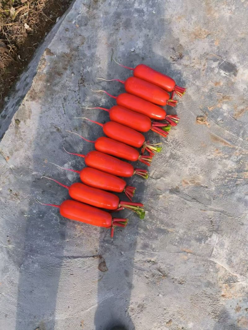 红皮萝卜