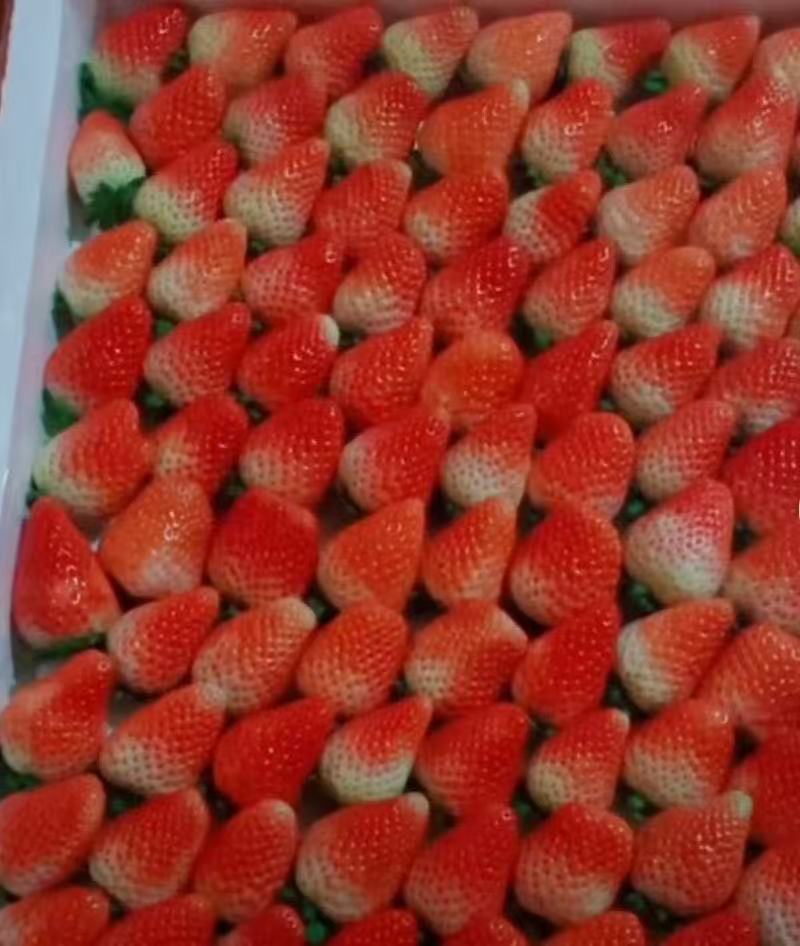 草莓\天仙醉草莓\阜阳奶油天仙醉个头大甜度高\欢迎采购