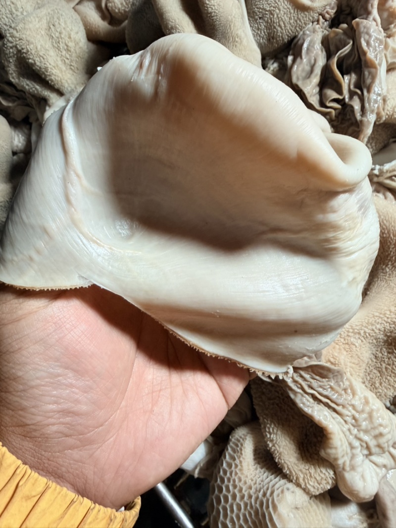 熟羊净肚