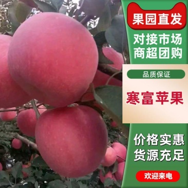 【苹果】辽宁寒富苹果大量供应颜色好个头匀全国发货