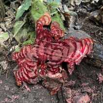 鸡血藤大货直径30肉红汁液多新鲜现砍现发