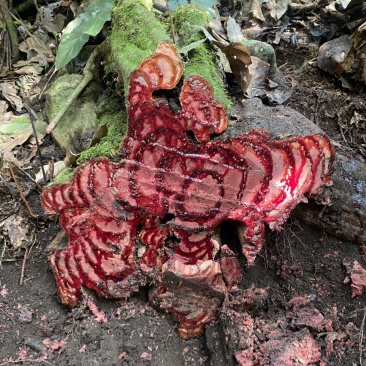 鸡血藤大货直径30肉红汁液多新鲜现砍现发