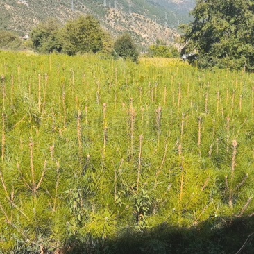 大量供应荒山造林价格量大从优