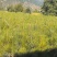 大量供应荒山造林价格量大从优