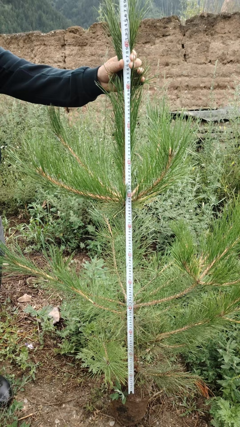 大量供应荒山造林价格量大从优