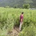 大量供应荒山造林价格量大从优
