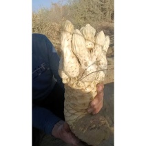 肉苁蓉