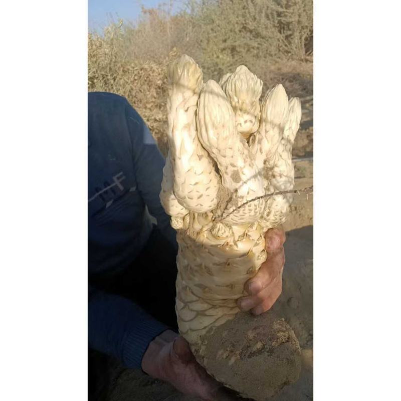 肉苁蓉