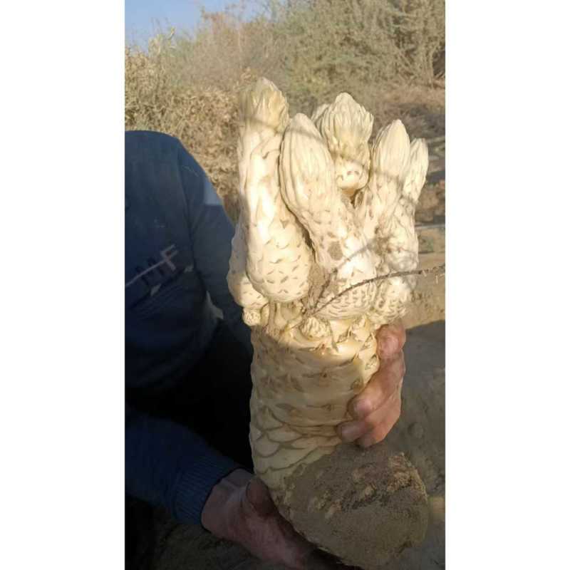 肉苁蓉