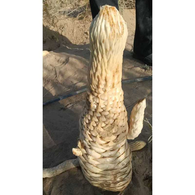 肉苁蓉