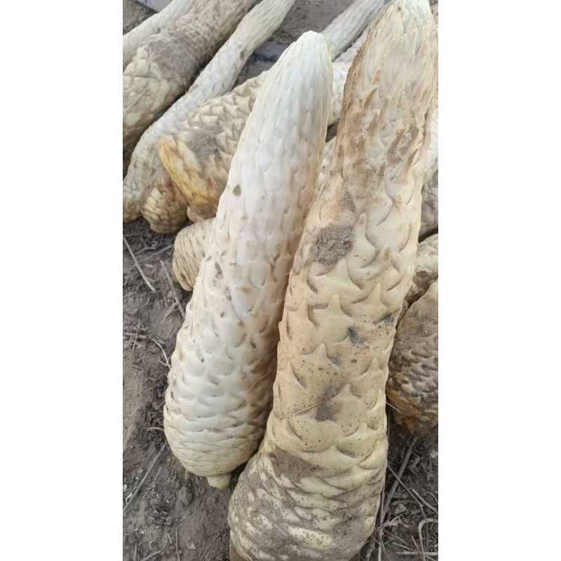 肉苁蓉