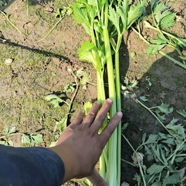 2025年秋新茬西芹，芹菜大量上市，产地直发