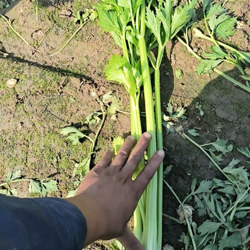 2025年秋新茬西芹，芹菜大量上市，产地直发