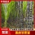 《广西黑皮甘蔗种苗》桂二种苗/基地现挖现发/全国发货