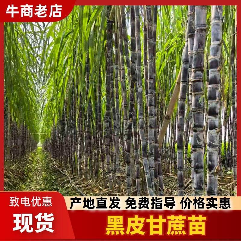 《广西黑皮甘蔗种苗》桂二种苗/基地现挖现发/全国发货