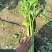 2025年秋新茬西芹，芹菜大量上市，产地直发