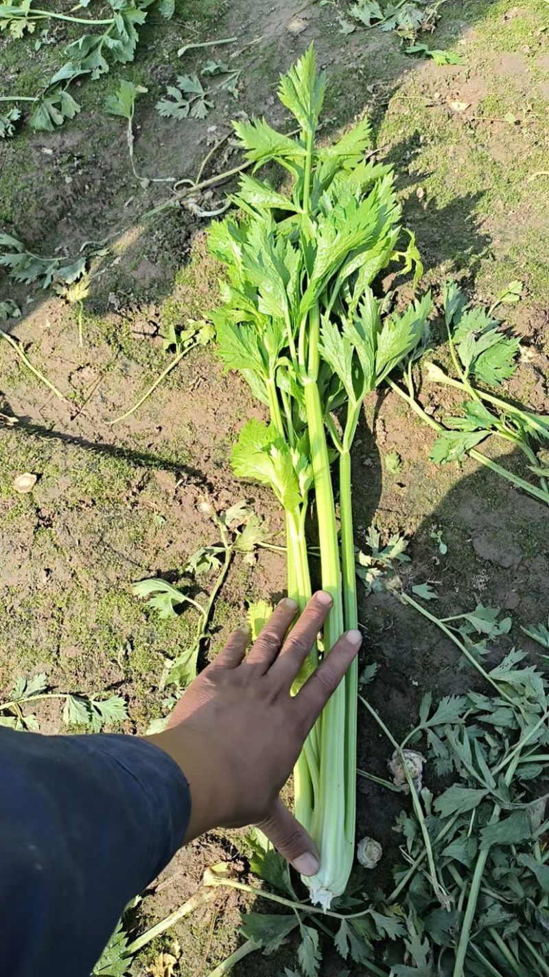 2025年秋新茬西芹，芹菜大量上市，产地直发