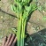2025年秋新茬西芹，芹菜大量上市，产地直发