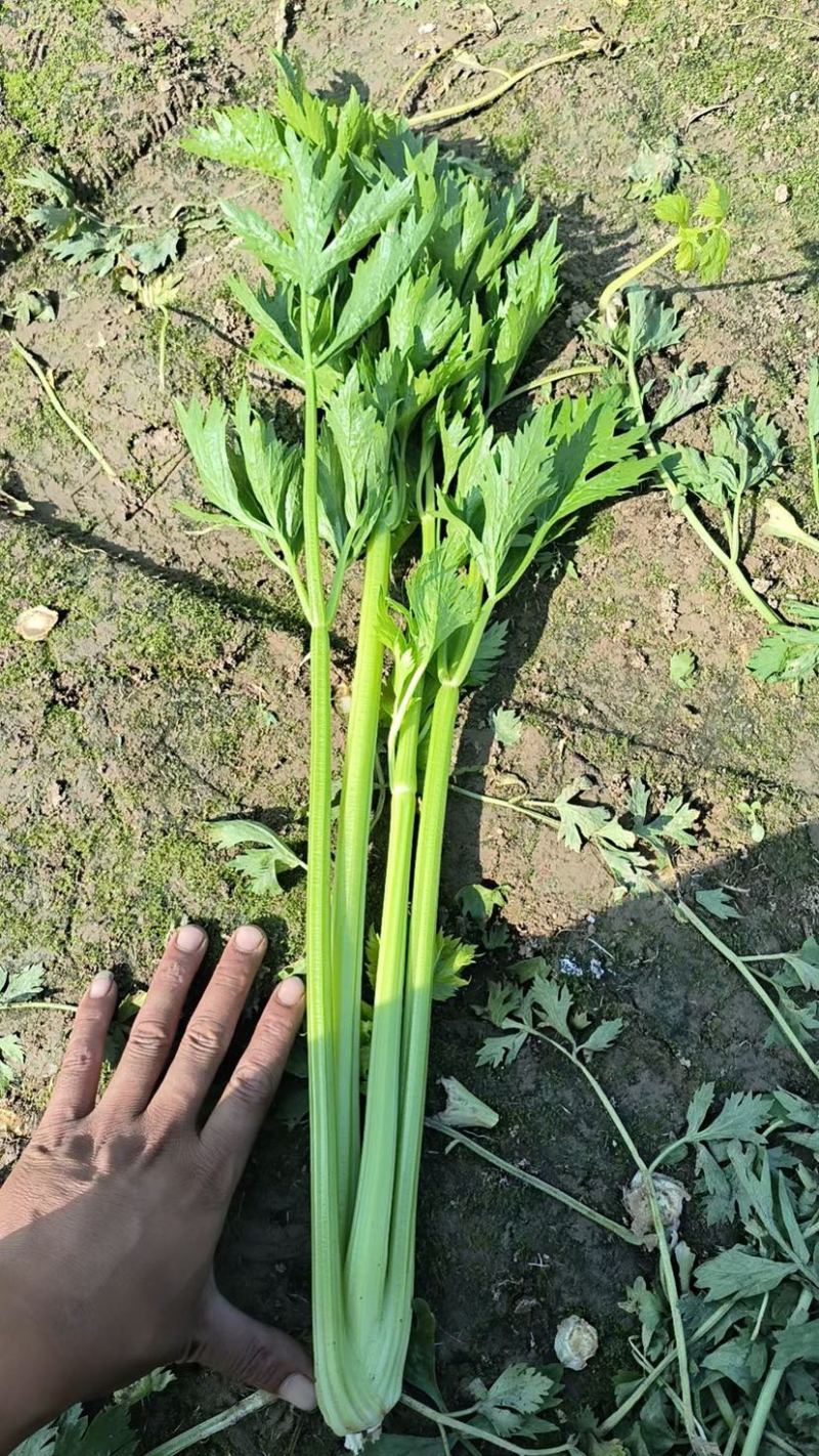 2025年秋新茬西芹，芹菜大量上市，产地直发