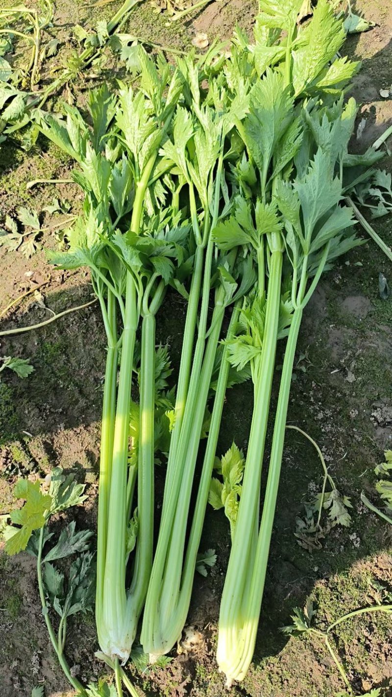 2025年秋新茬西芹，芹菜大量上市，产地直发