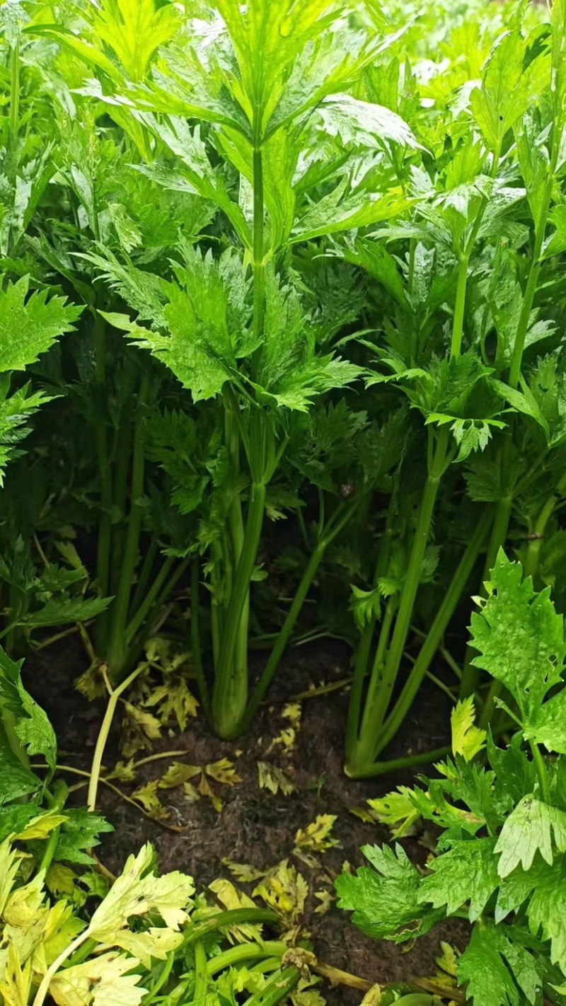 2025年秋新茬西芹，芹菜大量上市，产地直发