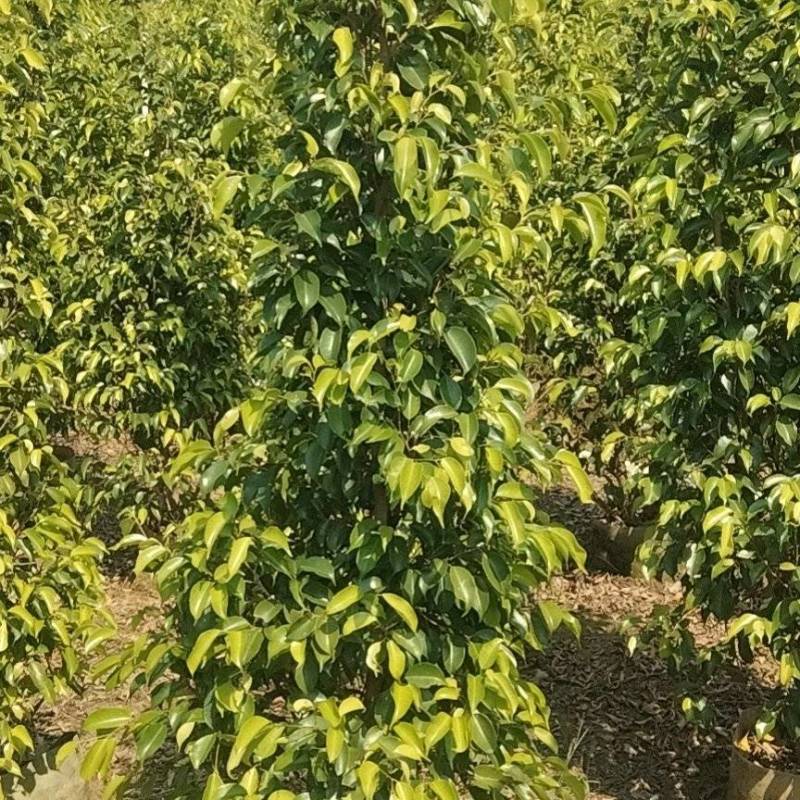 垂叶榕绿化苗木垂叶榕基地直供量大价格优惠