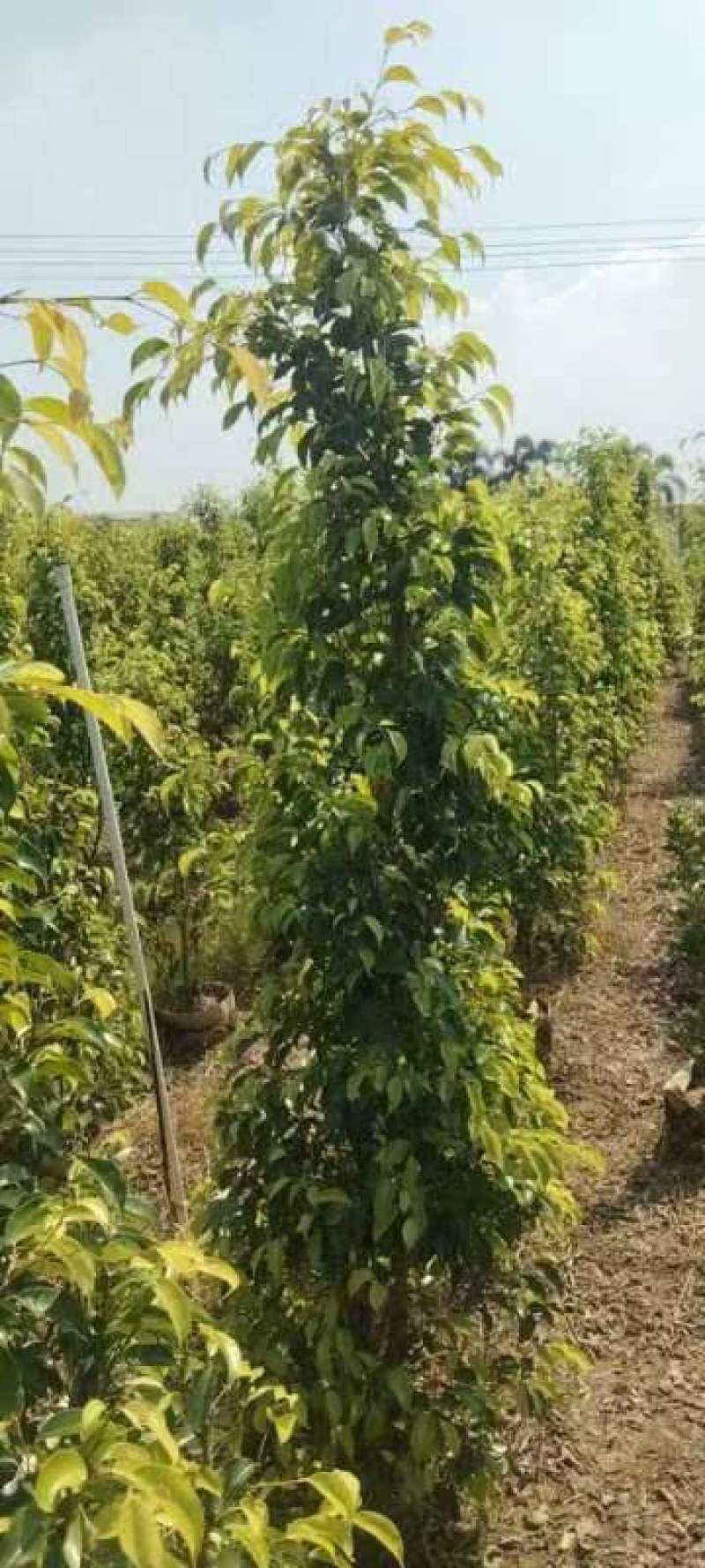 垂叶榕绿化苗木垂叶榕基地直供量大价格优惠