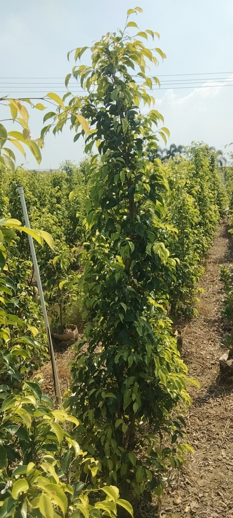 垂叶榕绿化苗木垂叶榕基地直供量大价格优惠