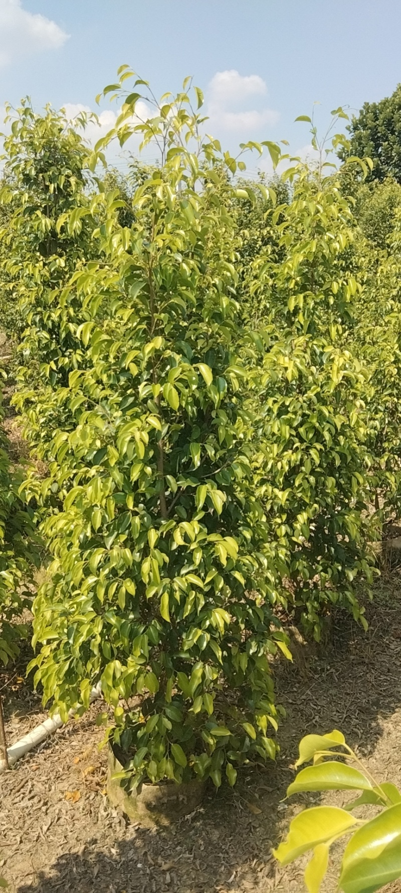 垂叶榕绿化苗木垂叶榕基地直供量大价格优惠