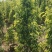 垂叶榕绿化苗木垂叶榕基地直供量大价格优惠