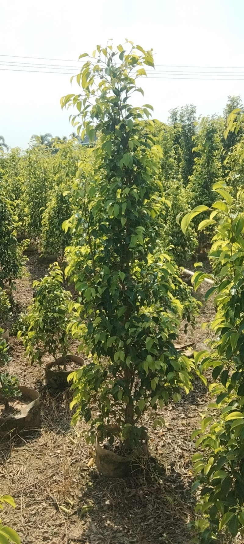 垂叶榕绿化苗木垂叶榕基地直供量大价格优惠