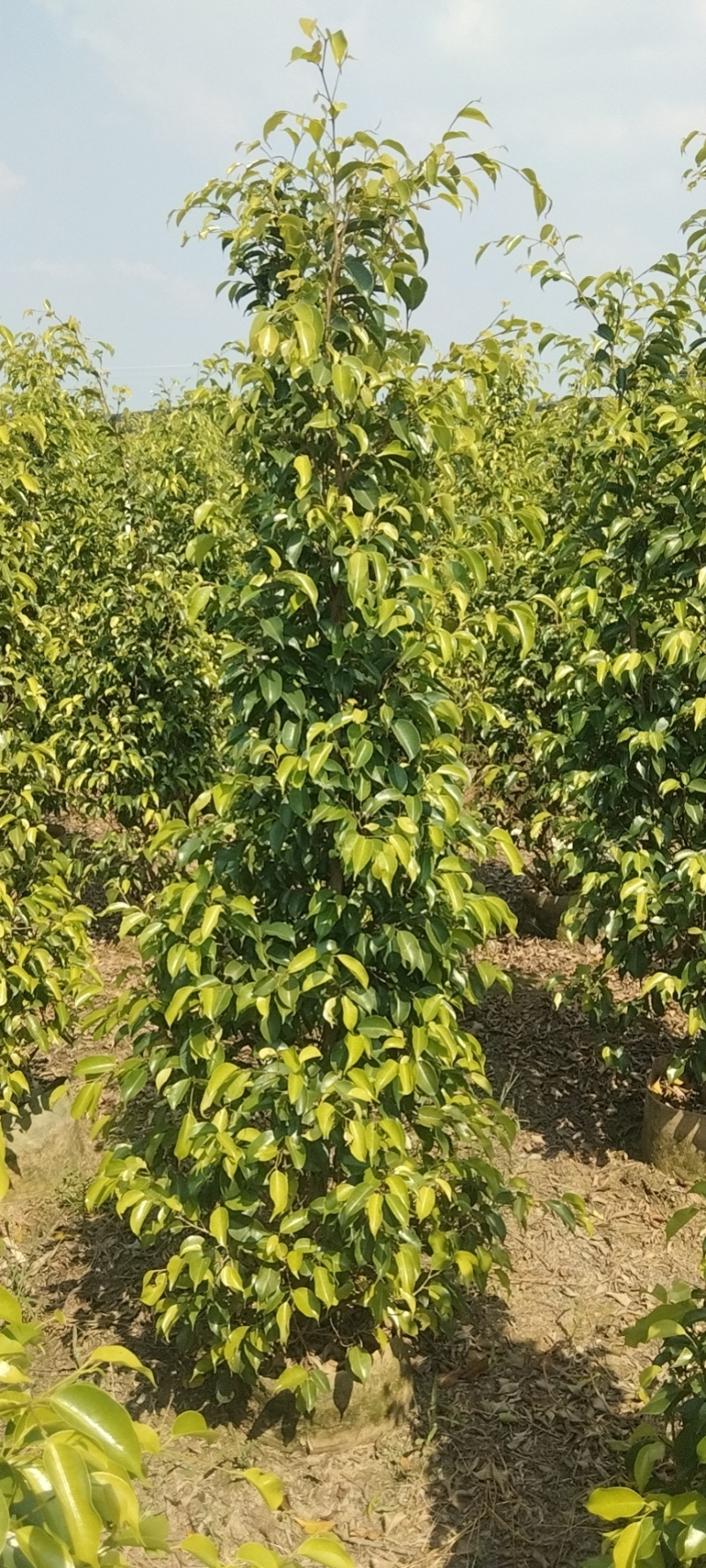 垂叶榕绿化苗木垂叶榕基地直供量大价格优惠